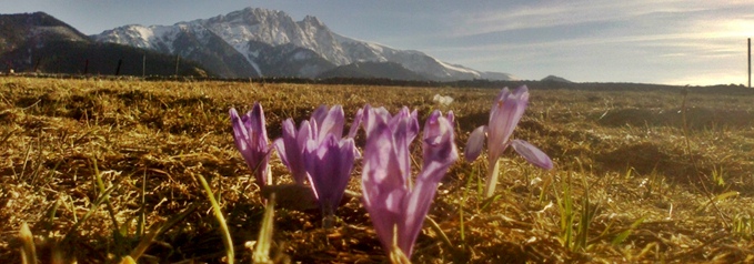 crocuses