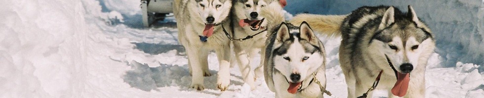 zakopane husky