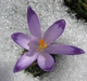 crocus